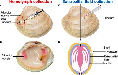 Transcriptomic, Proteomic, and Functional Assays Underline the Dual Role of Extrapallial Hemocytes in Immunity and Biomineralization in the Hard Clam Mercenaria mercenaria